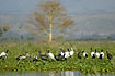 Different ibises gathered at the water hyacinths