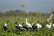 Spoonbill among ibises