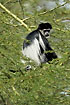 The black and white Guereza Colbus monkey