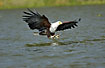 African Fish-Eagle ready to grab a fish