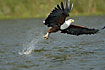 Fish-Eagle leaving with a fish