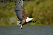 African Fish-Eagle has just caught a fish