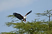 Fish-Eagle landing in acacia tree
