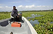 Boatman navigation through the invasive water hyacinth