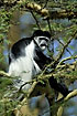 The black and white Guereza Colbus monkey in acacia tree