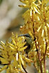Sunbird sucking nectar and pollinating