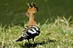 Hoopoe with erected crest