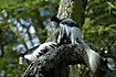 Colobus monkeys in the trees