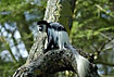 Colobus monkey in tree