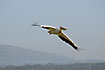 White Pelican in flight
