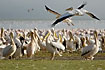 A large group of pelicans at the lake shore