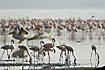 Flamingos and pelicans