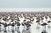 Thousands of flamingos at the great salt lake