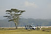 Safari vehicle at acacia tree and flamingos
