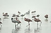 Foto af Lille Flamingo (Phoeniconaias minor/Phoenicopterus minor). Fotograf: 
