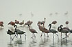 Flamingos in the morning mist