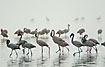 Foto af Lille Flamingo (Phoeniconaias minor/Phoenicopterus minor). Fotograf: 