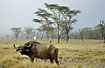 Buffalo with cattle egret on back