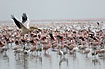 Pelican flies over large group of flamingos
