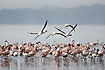 Flamingos take flight