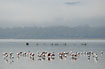 Flamingos fouraging