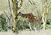 Giraffe licking tree - the subspecies Rothschilds Giraffe (Giraffa camelopardalis rothschildi)
