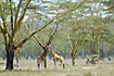 Giraffes licking tree - the subspecies Rothschild`s Giraffe (Giraffa camelopardalis rothschildi)