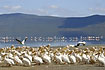 Pelicans and flamingos at the lake