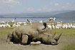 Rhino relaxes in mud pool whith pelicans in the background