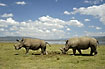 Young rhinos