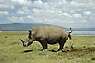 A rhino takes a dump