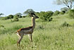 A longnecked gazelle