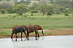 Red dusted elephants at the lake shore
