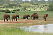 Red dusted elephants on the savannah