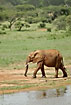 Elephant ready to wash the red dust off at the lake
