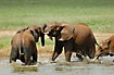 Elephant games at the water hole