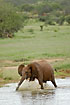 Elephant making trouble at water hole