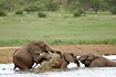 Elephant playing at water hole