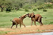 Young elephants fighting