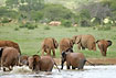 Elephants bathing at water hole