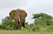 Foto af Afrikansk Elefant (Loxodonta africana). Fotograf: 