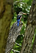 Photo ofGrey-headed Kingfisher (Halcyon leucocephala). Photographer: 
