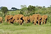 Elephants in the bushy savannah