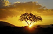 Sunset by classic savannah tree