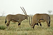 Beisa Oryx on the savannah