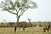 Beisa Oryx grazing