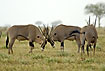 Photo ofBeisa Oryx (Oryx beisa). Photographer: 