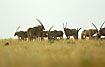 Group of oryxes on the savannah