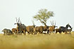 Oryxes and zebras on the savannah