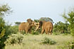Big elephant bulls are fighting